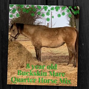 Looking for a beautiful buckskin Mare? Look no further. This stunning buckskin is available for adoption. Call us for details. 903-762-1432 #horserescue #horse | Safe Haven Equine Rescue