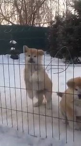 1.2K views · 87 reactions | Akita Inu puppies via Vyacheslav Yamschikov | BuzzSharer Akita and Shiba Inu | Facebook