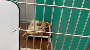 1.5K views · 53 reactions | Some more of the available pups! Seriously these puppies are all so cute and sweet!! All good with other dogs. More info and applications at pawscares.org | PAWS Animal Adoption Center | Facebook