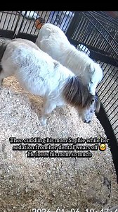 14K views · 7K reactions | I hope you enjoy this sweet moment between...