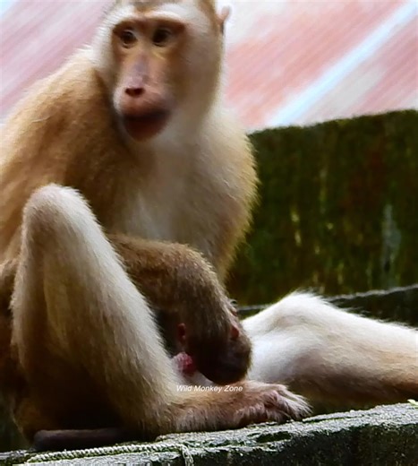 126K views · 654 reactions | Wow oop big boss feel cheerfully itchy on his private when see many boss complete its missiocn. | Wild Monkey Zone | Facebook