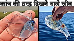 बिलकुल कांच की तरह दिखते हैं ये जीव | देखकर रह जाओगे हैरान | | HIZAL