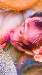 Wow Baby got milk till full thank mum is very kind helping | Kosal Team