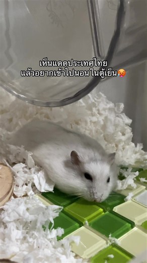 ร้อนๆๆๆ🥵🔥 #anna #hamster #hamsterlife #fyp