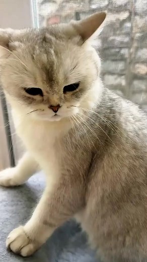 #funnyanimal #capyfunny #funnyanimalvideos #catfunniestvideoever #funnyanimals #capycute #babyandcats #funnyanimalsvideos #funnyanimalvideo | Sacy Ban