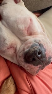 12K views · 1.2K reactions | A boxer snoring is music to every boxer lover's ears! Looks like NWBR Alum Olive is nice and relaxed in her new home.  | Northwest Boxer Rescue | Facebook