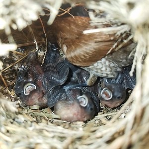 21K views · 788 reactions | #Ep127. Scaly-breasted munia Birds | Review Bird Nest | Facebook