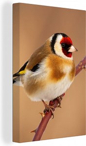 Canvas Schilderij Putter - Vogel - Dieren - 90x140 cm - Wanddecoratie | bol