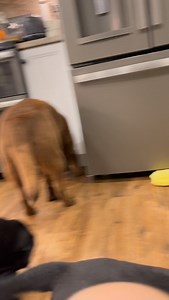 39K views · 10K reactions | So hoping for more yellow puppies  #wilbur #puppies #cutepuppies #blacklab #yellowlab #chocolatelab #adorable #naturallyreared #rawfed #englishlabs #dogs #dogsofinsta #talesofalab #worldoflabs ##ilovedogs #dogsrule #feedrealfood #healthydogs | Chalk Pond Retrievers | Facebook