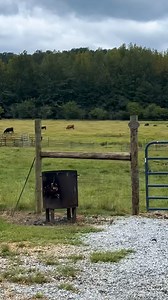 1.5K views · 36 reactions | Sunday recap. #recap #sundayfunday #ruralliving #southernliving #grateful | The Dam Farm | Facebook