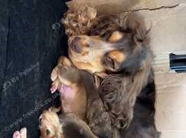 Show Cocker spaniel pups (chocolate sable)