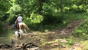 8K views | Brandenburg Stables, LLC on Reels | Facebook