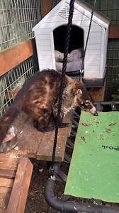 Our white nosed coati is full of playful antics and a curious nature that never fails to bring a smile to our faces. Felix’s endearing charm and mischievous spirit, brightens up even the dullest of days. This sweet white-nosed coati has a way of spreading joy and warmth wherever he goes. We are grateful to have him as part of our community, reminding us that kindness and love truly do matter. #personality #traits #animaleducation #animals #playful #curious #transformation #changes #animalsanctua
