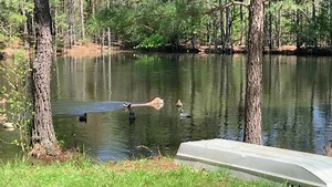 Trump ran some nice water marks in the wood duck pond. 🦆 | LouterCreek Hunting Poodles