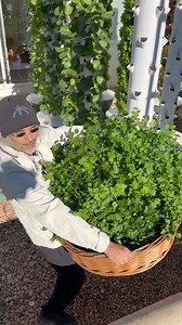 94K views · 196 reactions | Purple Cauliflower Couscous and Parsley...