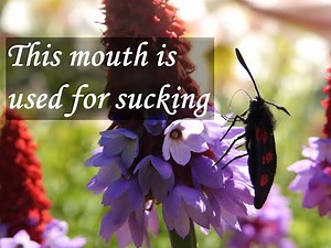 Butterfly Mouth Parts / This Mouth Is Used For Sucking