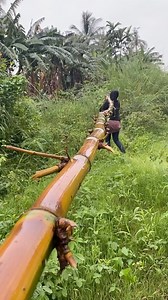 Perjuangan nebang bambu untuk bikin para-para anggur import | Een Beana