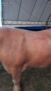 ALBINO BUFFALO ( WHITE BUFFALO ) WORTH 18-MILLION THAI BAHT. PHP 28.8-MILLION. THAI WATER BUFFALO FESTIVAL IN NORTHERN THAILAND 🇹🇭 BIG ICE FARM #bangkok #thailand #travel #waterbuffalo #bigicefarm #farming #backpacker #pinoyabroad #OFW #thai #tips #highlight 🇹🇭 | Sonny Caringal