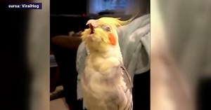 VIDEO. Papagalul care cântă operă