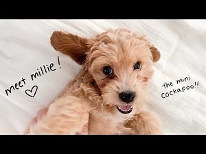 WE GOT A PUPPY!!!! Meet Our Mini Cockapoo