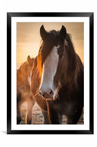 Gentle Giant Picture Framed & Mounted Wall Art in Colour by Willie Cowie ID #710010