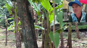 2.5K views · 5 comments | Dating tips for the modern man seeking western women. | Durianrider | Facebook