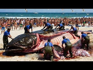 The Epic Atlantic Halibut Hunt - From Meat to Fishing Giant Halibut Caught from the Deep