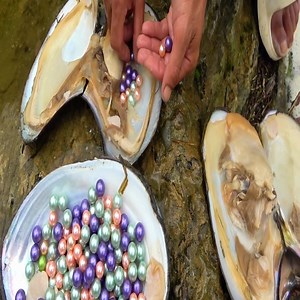 1.6K views · 71 reactions | Pearl clams grow in small streams, but unexpectedly, they are covered in sparkling pearls | Amanda Lewis | Facebook
