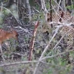 1.1K views | 4 Rare Friendship of Leopard & Deer Calf  Follow Baba Alexander | Kylian Mbappe Fans | Facebook