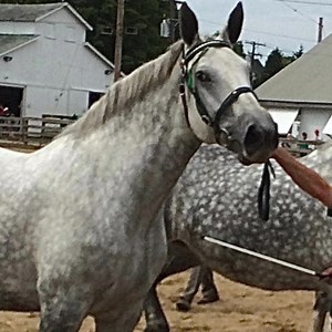 Countdown to Fair Season with the Hemlock Lane Percheron Girls! Starting tomorrow with Drift! Here are some photos of previous years with Derek, Rebecca and Lizzie as well as the village it takes to move these girls and all their accoutrements around!!! And we have the greatest village!!❤️ | Rebecca Ray Designs