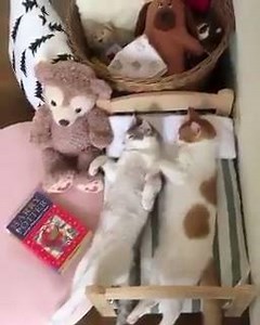 21K views · 1.1K reactions | Budak asrama kantoi tak turun prep... | Kini Trending Hub | Facebook