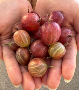 15 Seeds Hinnonmaki GOOSEBERRY RED - Ribes Uva-crispa Organic Seeds - Etsy