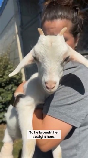Meet our newest rescue! 💞 This sweet, 3 month old Kiko goat was stepped on by a mule. Her owner called us to see if we could take her in and help her, to which we quickly said YES.⁠ ⁠ YOU made this possible. From your skincare purchases, we were able to step in and help this sweet girl with the quick veterinary care she needed. THANK YOU (again and again and again) from the bottom of our hearts for joining us on this rescue mission. Words cannot express how grateful we are!!! ⁠ ⁠ #passthesafeac