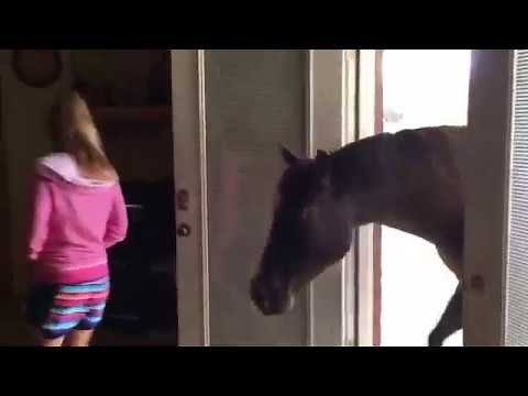 Girl having fun with horse 😋😋😋❤️🔥🔥🔥🔥🔥....girlxhorse.....sexy moves