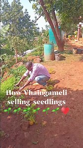 11 shares | Man selling selling #me #sell #selling seedlings #home #homemade #homesweethome #virals #reelsviral #reel #reels #trend #trendingreels #trendingnow #trending #funny #fun #Amazing #comedy #shorts #reelsviralシ #viralreels #fbreels #reelsviral #trendingreels #fyp #reels #reel #fun #funny #funnyreels #followers #follow #followme #goodtimes #goodmorning #southafrican | Gundo Omphulusa Vhaingameli | Facebook