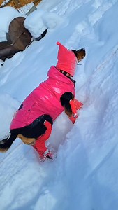 These aren't last season! 👡❄️ ♡Pink shiny puffer coat and pink suspender boots @canadapooch #dontstompyourlittlelastseasonpradashoesatmehoney #legallyblonde #funnydogvideos #dogsinthesnow #cutedogs | Layla.thedoxiemix