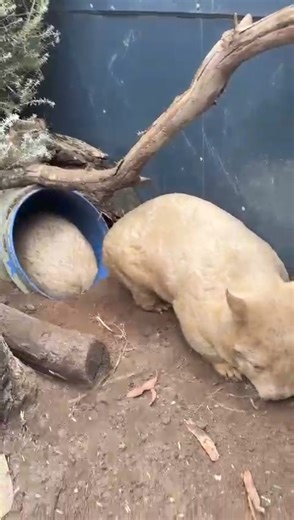 97K views · 1.6K reactions | A new tunnel for the wombat sisters! They love it! | Ballarat Wildlife Park | Facebook
