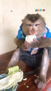 Handsome Jason Concentrate Eating Fresh Cabbage Properly | Monkey Jason
