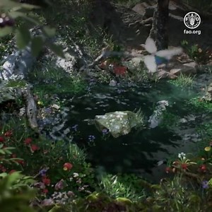 21 reactions · 16 shares | Forests and trees: contribute to the water cycle 省 are sources of wild foods reduce soil erosion enhance nutrient cycling provide habitat for pollinators provide feed for livestock help combat climate change #SDGs Via Food and Agriculture Organization of the United Nations (FAO) | United Nations Biodiversity | Facebook