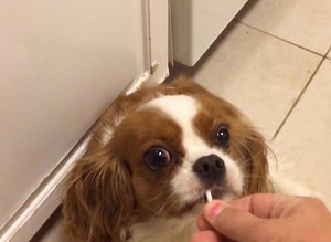 6.3K views · 9.7K reactions | Be on the look out for sneaky candy thieves this Halloween! | America's Funniest Home Videos | Facebook