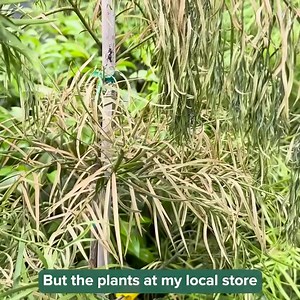 18 reactions | Get ready for spring with the widest selection of farm-fresh plants, grown by the tree experts to thrive in your yard. | Fast Growing Trees | Facebook