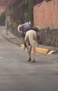 6.5K views · 41 reactions | Después de las fiestas decembrinas 沈 | Periódico Notus | Facebook