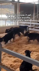 Every “meat” burger you buy is a death sentence to these sentient beings. #GoVegan | Animal Save Movement