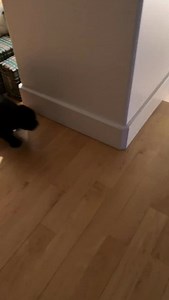 119K views · 5.3K reactions | Puppy was so excited for her first Christmas with the kiddos! #gatsby #cockalier #merrychristmas #puppy | Scott D Henry | Facebook