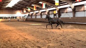 Zweijähriger Hengst von Don K. | Reitstall Kruse