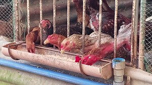 26K views · 2.9K reactions | The CPU Broiler Native Chicken. . . #howtoraisenativechicken #commercialproductionofnativechicken #cpufeeds #commercialproductionofphilippinenativechicken #organicnativechicken #PhilippineNativeChicken | Philippine Native Chicken | Facebook