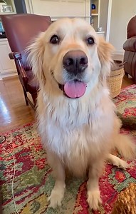 18K views · 4.4K reactions | We Frens to Beg for NACHOS! 朗 Bubbacini, Nachos Expert | Along Came Polly, Rosie and Bubba | Facebook