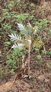 1.9K views · 287 reactions | WIHT PLANT ⛅️  | Boushaboire WILL | Facebook