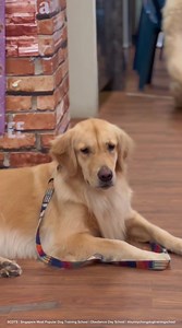 Obedience Day School P1 Class Canine Companion for Senior Updates: Weekly P1 class doggies trainees participated and join the life skills application at the Canine Companion for Seniors programme. The P1 class is simply incredible, good social skills, obedience (off leash standard), totally condition to the human lifestyle system. Lots of hugs, kisses and love, bringing so much joy and happiness , easing all tension/worries, uplift the moods of the seniors. An impressive contributions from the c