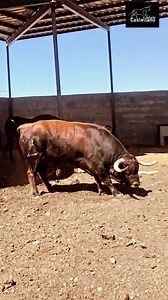 23K views · 516 reactions | El toro bravo, el animal más bello del...
